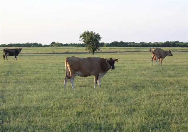 Photo 1 of Land for sale at Tbd Co Rd 4518, Wolfe City, TX 75496 | MLS# 21247182 | Listing updated on 2026-10-07