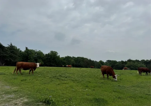 Photo 4 of Land for sale at 6910 County Road 1218, Mc Kinney, TX 75071 | MLS# 21251436 | Listing updated on 2026-07-11