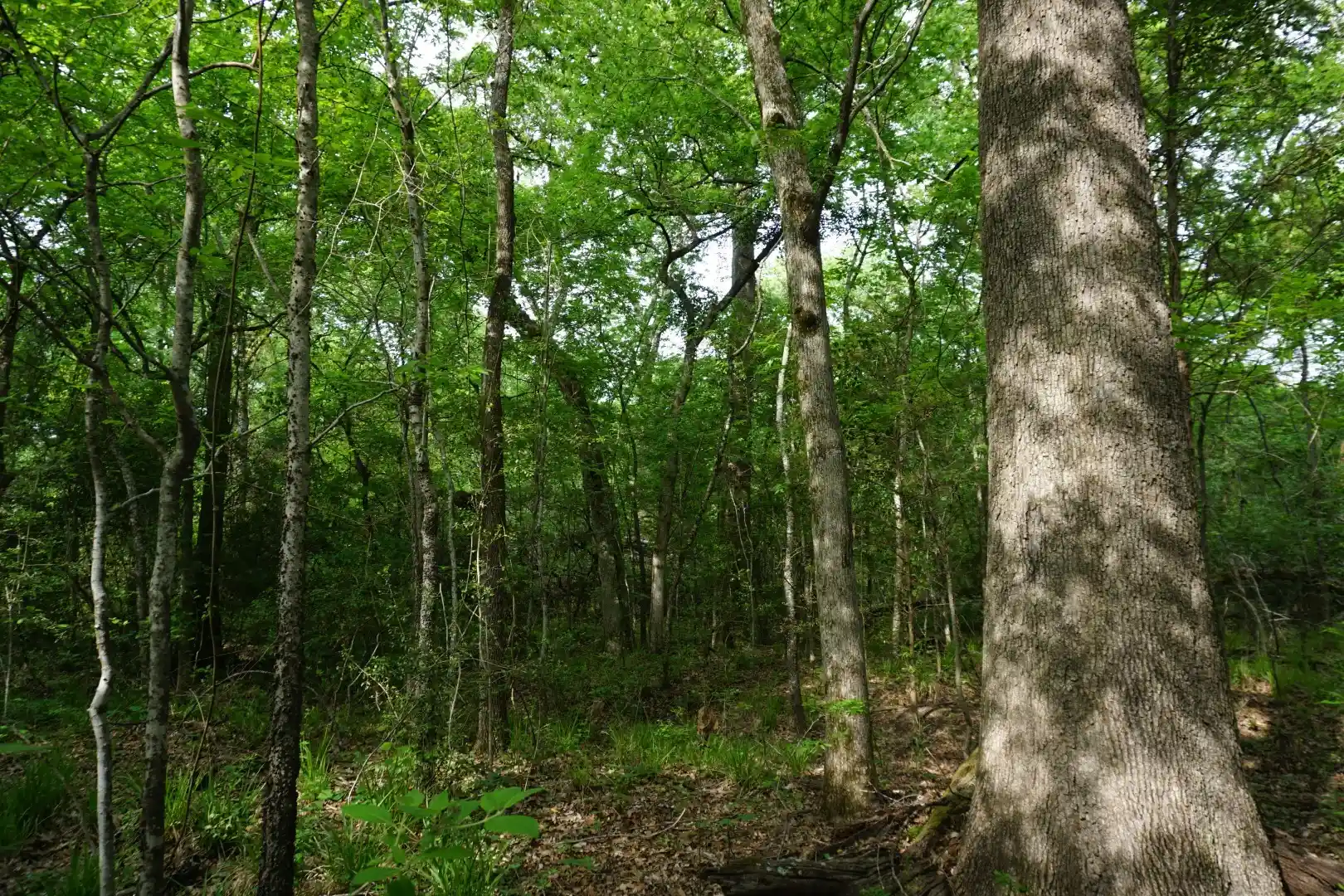 Land for sale at Tbd County Road 1200, Malakoff, TX 75148 | MLS# 21257464