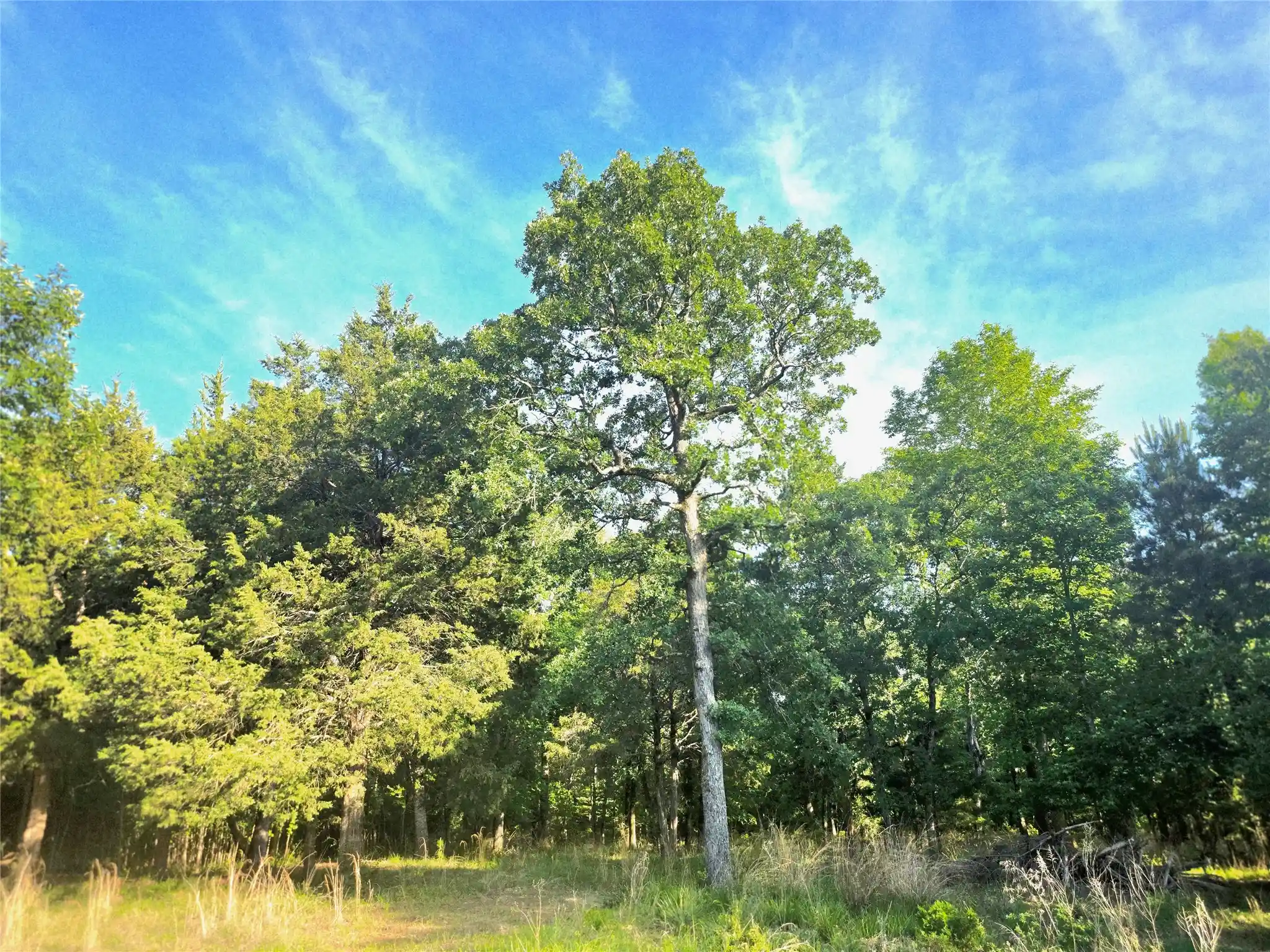 Photo 1 of Land for sale at Lot 377 Timber Rdg, Larue, TX 75770 | MLS# 21258688 | Listing updated on 2026-05-04