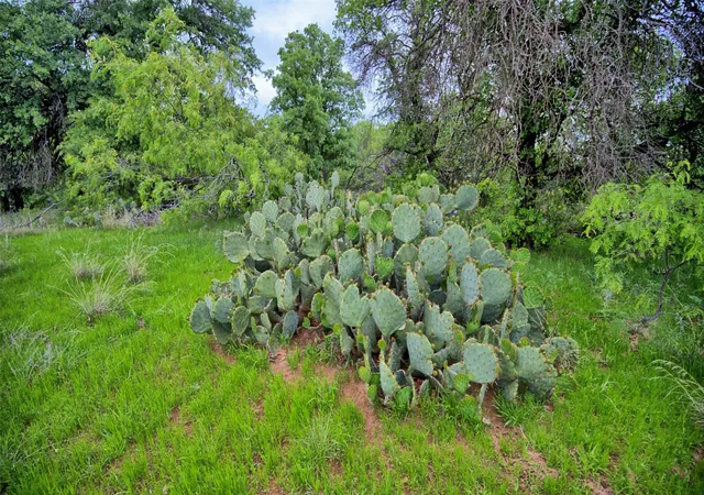 Photo 3 of House for sale at 0 Watson, Henrietta, TX 76365 | MLS# 21259457 | Listing updated on 2026-07-17
