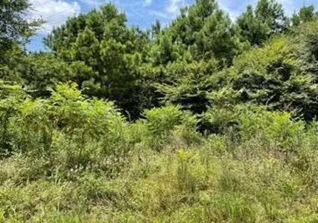 Homes for sale in Pittsburg, TX | Lot 7 Fm 556, Pittsburg, TX 75686 | MLS# 21275148