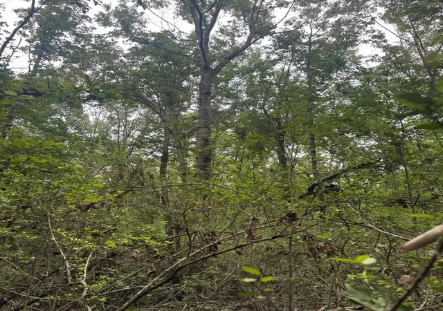 4th image of Tbd County Road 4679, Tenaha, TX 75974 | MLS# 21278414