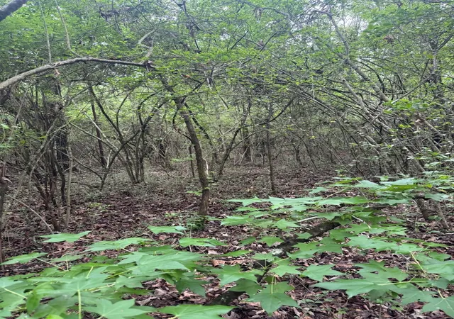 5th image of Tbd County Road 4679, Tenaha, TX 75974 | MLS# 21278414