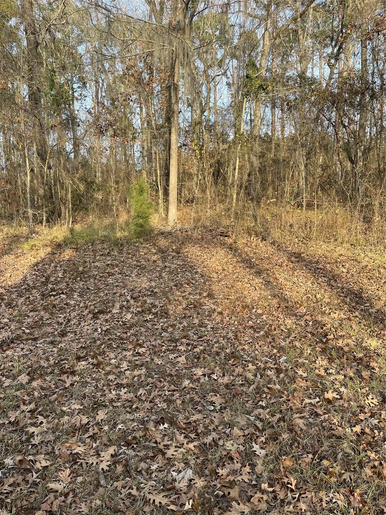 Photo 1 of Land for sale at 0 Sheriff Bailey Rd, Goldonna, LA 71031 | MLS# 21280781 | Listing updated on 2026-05-25