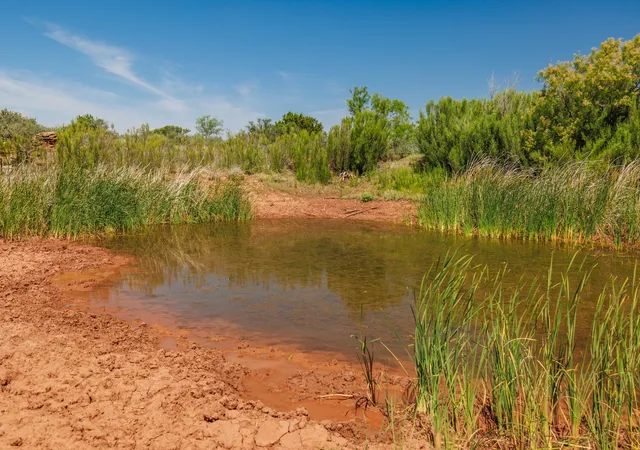 Homes for sale in Trent, TX | Tbd 179 County Rd 161, Trent, TX 79561 | MLS# 21287868