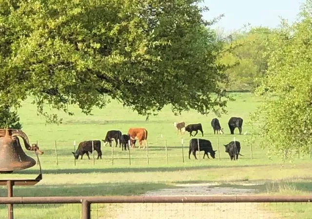 Land for sale at 660 Fm 203, Walnut Springs, TX 76690 | MLS# 21288812