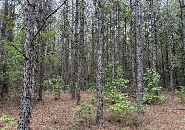 2nd image of 000 Hearn Sykes, Shongaloo, LA 71072 | MLS# 21294199