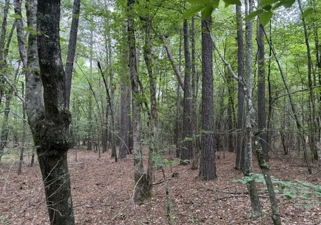 5th image of 000 Hearn Sykes, Shongaloo, LA 71072 | MLS# 21294199