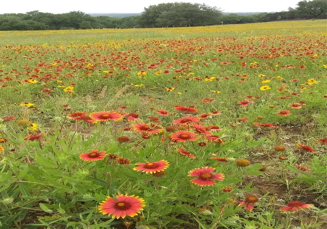 Photo 4 of Sale Pending at Tbd County Road 407, Glen Rose, TX 76043 | MLS# 21295901 | Listing updated on 2026-07-15