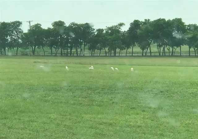 Photo 2 of Land for sale at 6188 County Road 168, Mc Kinney, TX 75071 | MLS# 21299718 | Listing updated on 2026-08-22