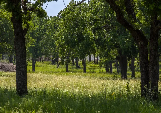 Homes for sale in Gordon, TX | Tbd County Road 126, Gordon, TX 76453 | MLS# 21302355