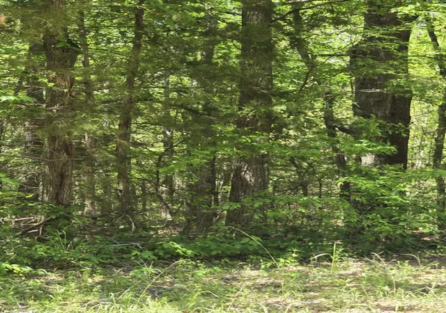 Photo 3 of Land for sale at Tbd County Road 421, Tyler, TX 75704 | MLS# 21303600 | Listing updated on 2026-09-20