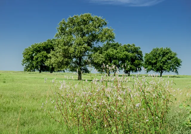 Homes for sale in Henrietta, TX | 001 W Pleasant Valley Rd, Henrietta, TX 76230 | MLS# 21309070