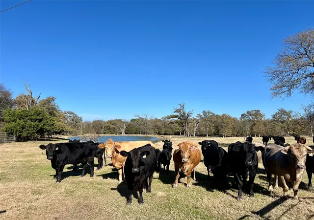 Photo 3 of Land for sale at 0 County Road 2104, Kemp, TX 75143 | MLS# 21310257 | Listing updated on 2026-07-28