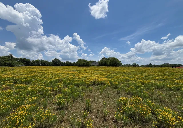 4th image of 3834 Fenley Flat Rd, Pollok, TX 75969 | MLS# 21311709