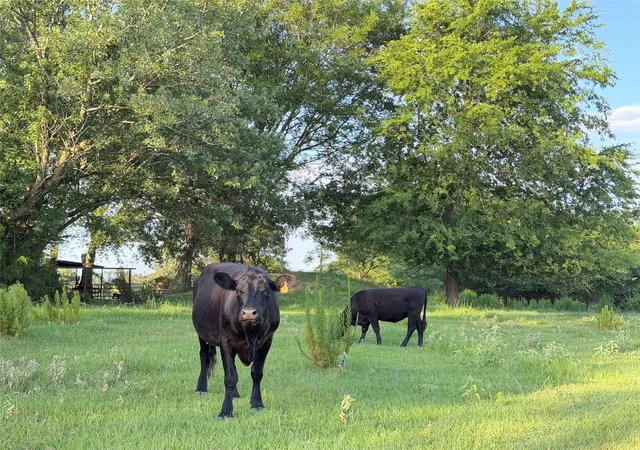 1st image of Tbd Cr 4260, Mt Pleasant, TX 75455 | MLS# 21313584