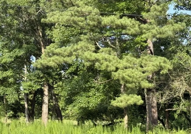 2nd image of 000 Hwy 540 Hwy, Homer, LA 71040 | MLS# 21314422