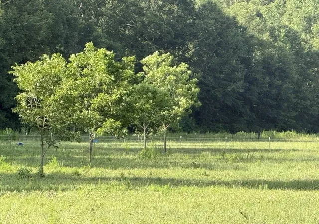 4th image of 000 Hwy 540 Hwy, Homer, LA 71040 | MLS# 21314422