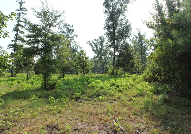 Photo 3 of Land for sale at 0 Germantown Road, Minden, LA 71055 | MLS# 21315363 | Listing updated on 2026-08-25