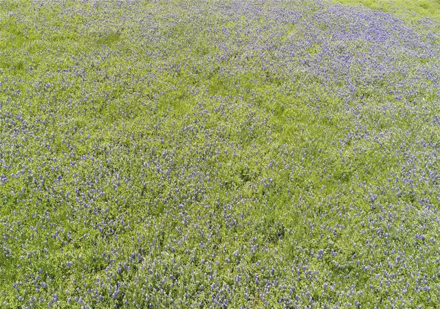 Photo 3 of Land for sale at Tbd Fm 1126, Corsicana, TX 75110 | MLS# 21316823 | Listing updated on 2026-07-07