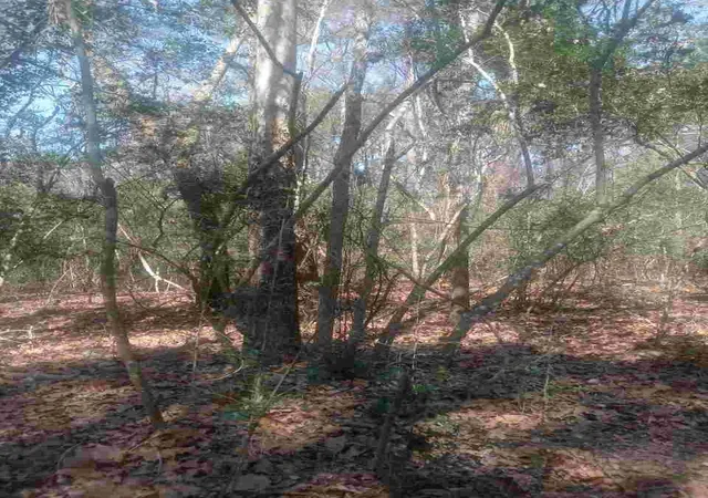 Photo 3 of Land for sale at 24282 Marshburn Dr, Hockley, TX 77447 | MLS# 21323513 | Listing updated on 2026-07-09