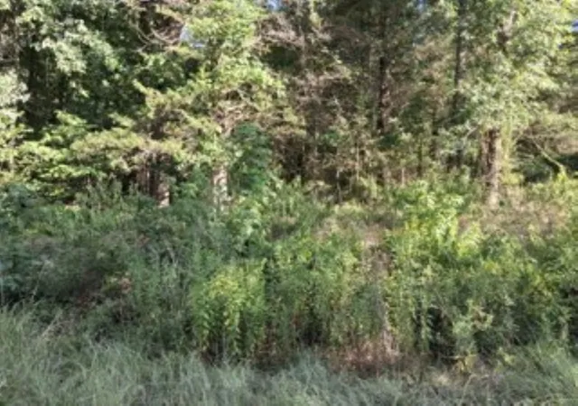 Photo 3 of Land for sale at 000 Dogwood Dr, Murchison, TX 75778 | MLS# 21323087 | Listing updated on 2026-07-08