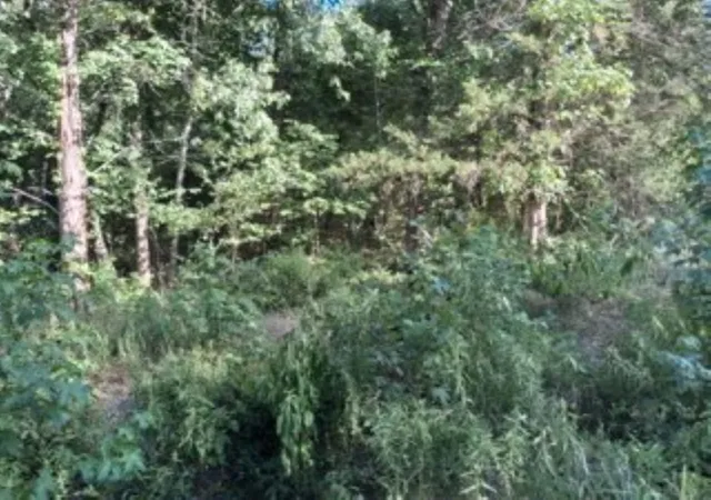 Photo 4 of Land for sale at 000 Dogwood Dr, Murchison, TX 75778 | MLS# 21323087 | Listing updated on 2026-07-08