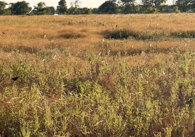 Photo 3 of Land for sale at Tbd N Hickory Rd, Krum, TX 76249 | MLS# 21324511 | Listing updated on 2026-08-20