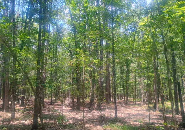 Photo 2 of Land for sale at 0 Tbd, Benton, LA 71006 | MLS# 21324942 | Listing updated on 2026-07-09