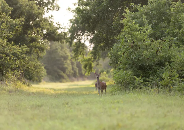 Photo 2 of Land for sale at 10371 State Hwy 148, Jacksboro, TX 76458 | MLS# 21328379 | Listing updated on 2026-07-13