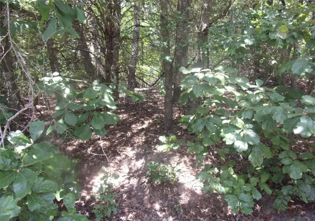 Photo 3 of Land for sale at 0000 Wildwood, Murchison, TX 75778 | MLS# 21329717 | Listing updated on 2026-07-14