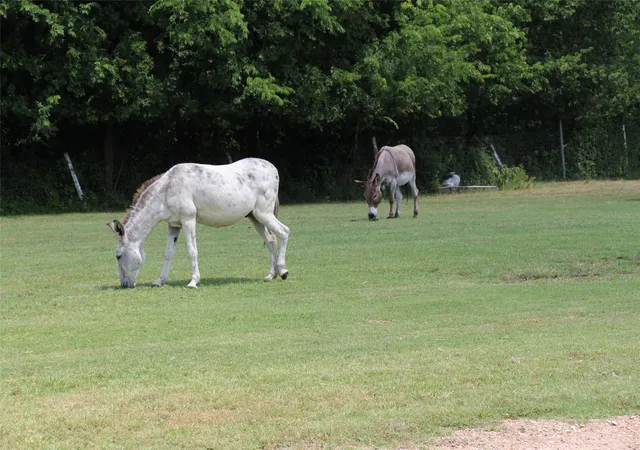 3rd image of 1199 County Road 1245, Savoy, TX 75479 | MLS# 21309823