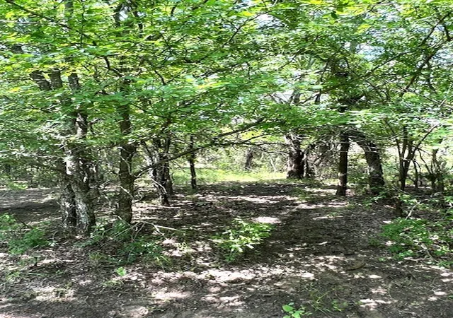 Photo 3 of Land for sale at Tbd Cr 663, Farmersville, TX 75442 | MLS# 21331964 | Listing updated on 2026-07-15