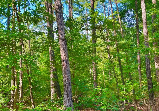 Photo 1 of Land for sale at 00 Hwy 808, Haynesville, LA 71038 | MLS# 21333117 | Listing updated on 2026-07-18