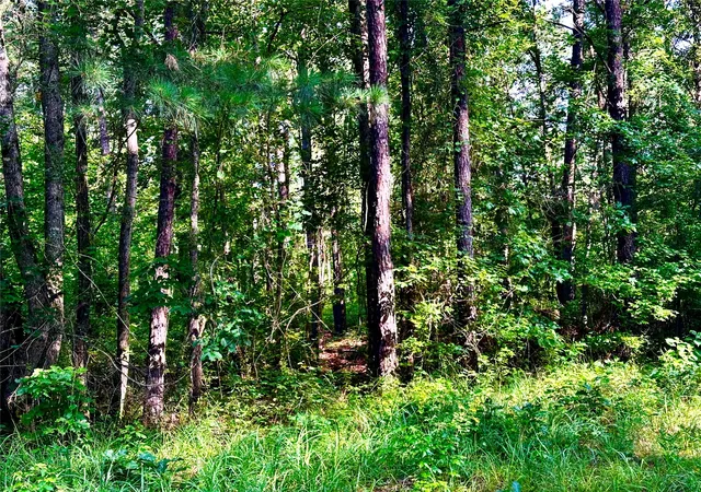 Photo 3 of Land for sale at 00 Hwy 808, Haynesville, LA 71038 | MLS# 21333117 | Listing updated on 2026-07-18