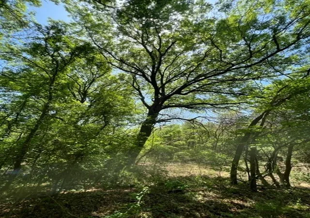 Photo 2 of Land for sale at 159 Bee Creek School House, Grandview, TX 76050 | MLS# 21336497 | Listing updated on 2026-07-21