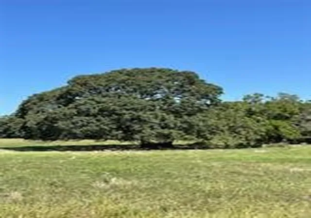 Photo 3 of Land for sale at Tbd Cr 2150, Telephone, TX 75488 | MLS# 21339039 | Listing updated on 2026-07-23