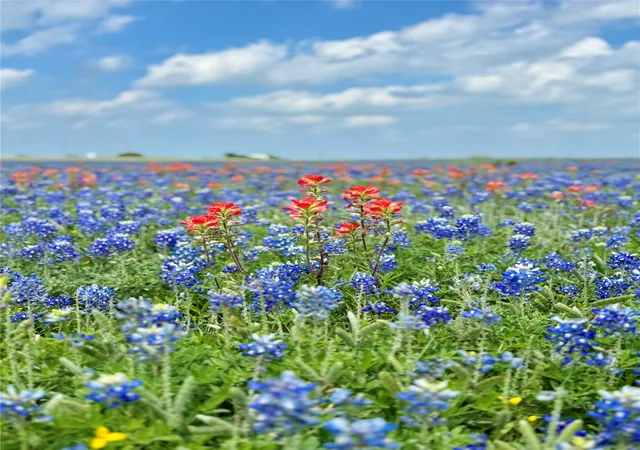 Photo 4 of Land for sale at Lot 5 Fm-879, Palmer, TX 75152 | MLS# 21340155 | Listing updated on 2026-07-24