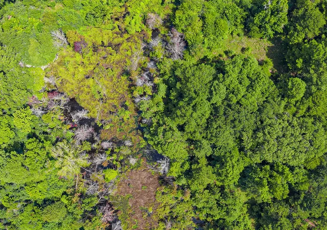 Photo 4 of Land for sale at Tbd County Road 276, Nacogdoches, TX 75961 | MLS# 21340159 | Listing updated on 2026-09-29