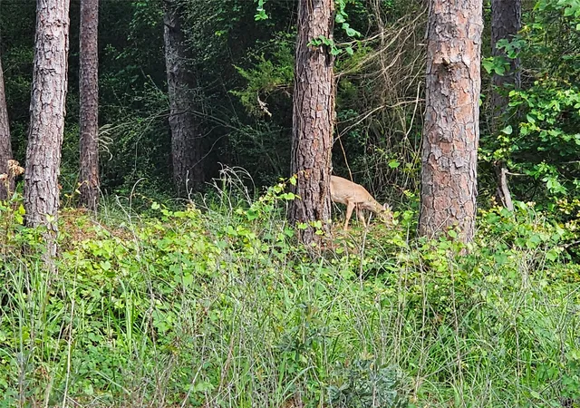 Photo 1 of Land for sale at Tbd Green Meadow Trail (lot 140), Holly Lake Ranch, TX 75765 | MLS# 21315252 | Listing updated on 2026-07-25