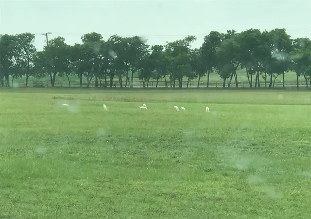 Photo 3 of Land for sale at 000 County Road 168, Mc Kinney, TX 75071 | MLS# 21344372 | Listing updated on 2026-08-21