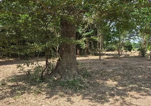 4th image of 02 Percy Burns Rd, Springhill, LA 71075 | MLS# 21345738