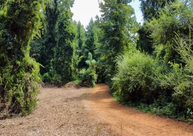 Photo 3 of Land for sale at 1317 N Main St, Linden, TX 75563 | MLS# 21348276 | Listing updated on 2026-09-18