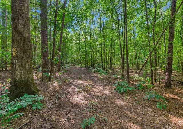 Photo 4 of Land for sale at 2346 County Road 4284, Simms, TX 75574 | MLS# 21350192 | Listing updated on 2026-08-20