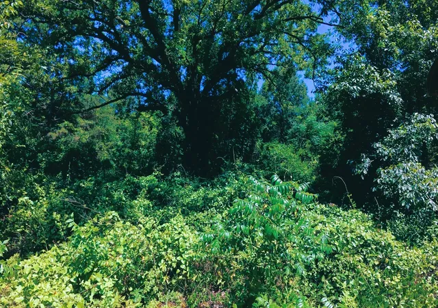 2nd image of Tbd40 Cr 4244, Pittsburg, TX 75686 | MLS# 21351401