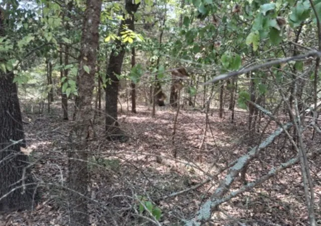 4th image of Tbd Sundown, Murchison, TX 75778 | MLS# 21351558