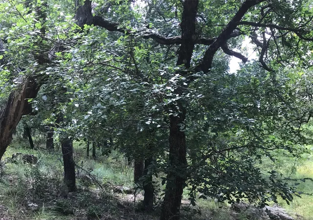 Photo 4 of Land for sale at Lot 253 Cote D Azur Dr, Chico, TX 76431 | MLS# 21354175 | Listing updated on 2026-08-27