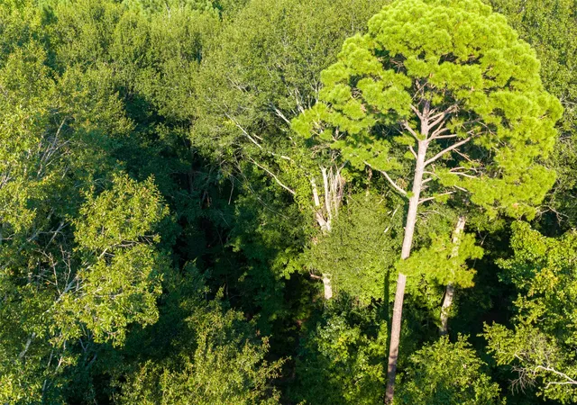 Photo 3 of Land for sale at 0 County Road 3302, Brownsboro, TX 75756 | MLS# 21356189 | Listing updated on 2026-08-13