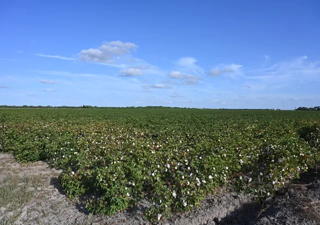 Photo 9 of Land for sale at Tbd 3 Mile 3 East Rd, Mercedes, TX 78570 | MLS# 21358462 | Listing updated on 2026-08-13